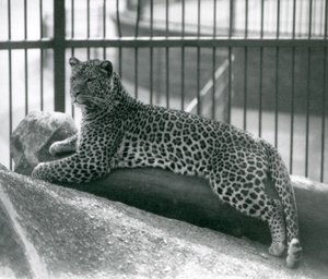 1925年7月にロンドン動物園の囲いの丸太に横になっているヒョウレックス 作： Frederick William Bond