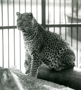 1925年6月にロンドン動物園の囲いのログに座っているヒョウレックス 作： Frederick William Bond