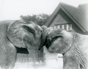 1927年10月、ロンドンの動物園で幹を結び、アフリカの象のキベレンゲ（オス）とアフリカの象（ハンゴ）をお互いに挨拶します。 作： Frederick William Bond
