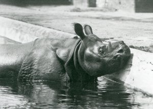 1928年6月にロンドン動物園でプールにつかりながら楽しんでいる男性のインドサイフェリックス 作： Frederick William Bond
