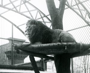 1929年、ロンドン動物園の囲いの中で、小さな木の幹の周りに作られた高い台の上で休んでいるオスのライオン「Abdullah」(モノクロ写真) 作： Frederick William Bond