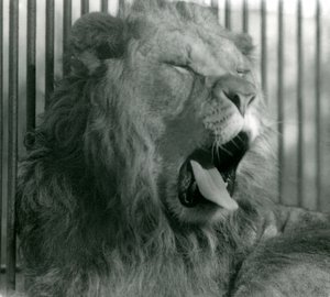 オスのライオン、アブドラは1925年にロンドン動物園で彼の囲いの中であくびをしました 作： Frederick William Bond