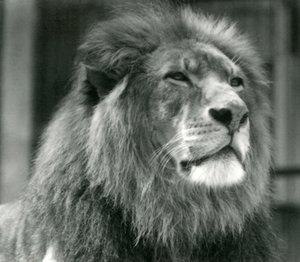 1924年8月にロンドン動物園で雄ライオンクジャ 作： Frederick William Bond