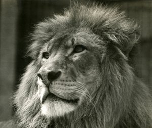 1924年8月にロンドン動物園で雄ライオンクジャ