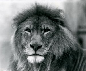 1925年1月、ロンドン動物園のオスライオン「クジャ」（モノクロ写真 作： Frederick William Bond