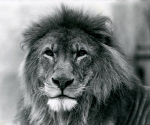 1925年1月にロンドン動物園で雄ライオンクジャ 作： Frederick William Bond