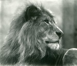 1925年1月にロンドン動物園で雄ライオンクジャ 作： Frederick William Bond
