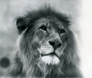 1925年1月にロンドン動物園で雄ライオンクジャ