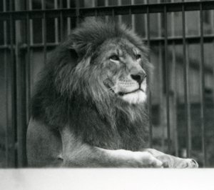 1925年1月、ロンドン動物園の囲いの中で横たわるオスライオン「クジャ」（モノクロ写真 作： Frederick William Bond
