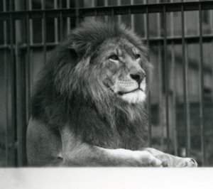 1925年1月にロンドン動物園の囲いに横たわっている雄ライオンクジャ 作： Frederick William Bond