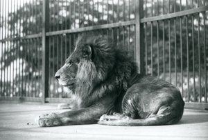 1927年9月にロンドン動物園の囲いに横たわっている雄のライオントト 作： Frederick William Bond