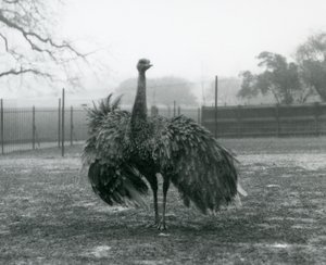 グレーターレアのオスの鳴き声（ロンドン動物園 作： Frederick William Bond