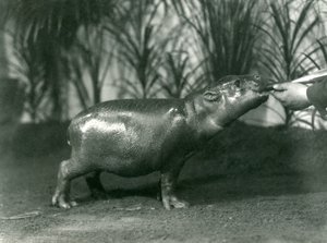 1923年11月、ロンドン動物園で手で給餌されている若いピグミーカバのパーシー（bw写真） 作： Frederick William Bond