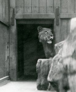 1924年7月、ロンドン動物園のオスのティゴン、ランジ
