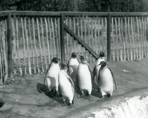 1927年にロンドン動物園でプールのそばを歩く6人のキングペンギン 作： Frederick William Bond