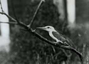 枝の上で休むコウノトリ、この亜種はフィリピンのスールー群島に生息する（ロンドン動物園 作： Frederick William Bond