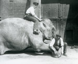 1人のキーパーがファイルを付けて前足をトリミングし、別の人が背中に座っているサンデッラー、1926年8月、ロンドン動物園