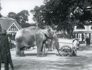 1925年10月、ロンドン動物園の手押し車の後ろでインディアラニに乗ったサイードアリ 作： Frederick William Bond