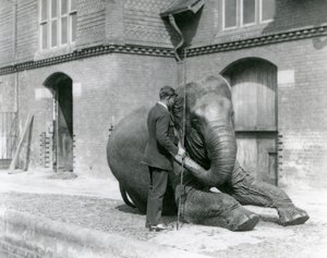 サイードアリ、エレファントハウスの前でインディアラニを訓練、1923年8月、ロンドン動物園（bw写真）