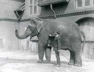 サイードアリ、エレファントハウスの前でインディアラニを訓練、1923年8月、ロンドン動物園（bw写真）