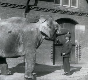1925年10月、サイードアリがロンドン動物園のエレファントハウスの前でインディアラニを訓練する