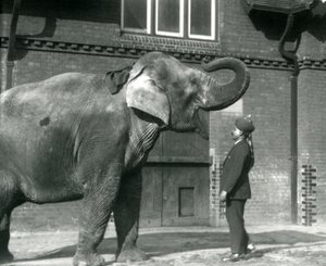 1925年10月、サイードアリがロンドン動物園のエレファントハウスの前でインディアラニを訓練する