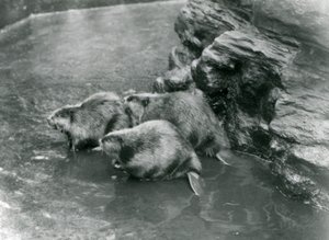 1920年代のロンドン動物園のプールにいる3人のビーバー