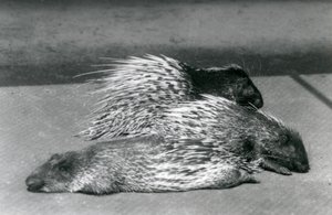 3つのケープサウスアフリカヤマアラシ、ロンドン動物園、1925年 作： Frederick William Bond