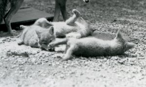 母親の足元で地面を転がる3匹のコヨーテの子犬（ロンドン動物園 作： Frederick William Bond