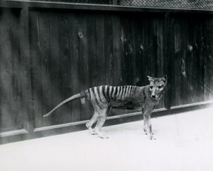 1930年以前のロンドン動物園のチラシンタスマニアンウルフ 作： Frederick William Bond