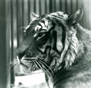1925年にロンドン動物園でタイガーサム 作： Frederick William Bond