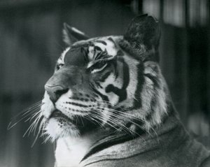 1927年にロンドン動物園でタイグレスサリー 作： Frederick William Bond