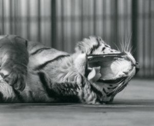 囲いの床に寝そべってあくびをするタイグレスの「Sally」（ロンドン動物園 作： Frederick William Bond