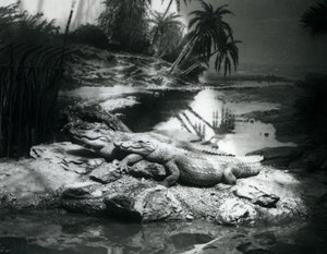 1927年6月にロンドン動物園でパノラマで2人のワニ 作： Frederick William Bond