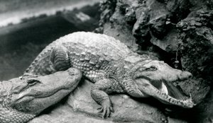 1914年7月、ロンドン動物園での2つのアメリカのワニ 作： Frederick William Bond