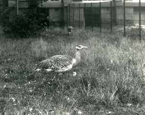 1927年9月、ロンドン動物園の囲い地に立っている2人のアラビアバスターズ