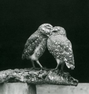枝の先に向かい合って立つ2羽のバローイングフクロウ（ロンドン動物園、1926年7月）（モノクロ写真