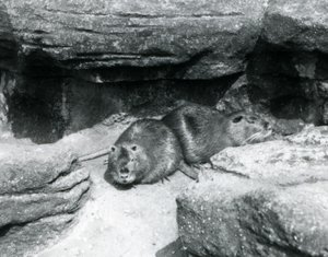1925年4月、ロンドン動物園の囲いの中の岩の間で休んでいる2つのヌートリア 作： Frederick William Bond