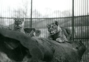 1924年4月にロンドン動物園の飼育場で飼育場で生まれた2頭のライオンの子 作： Frederick William Bond