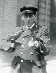 1924年6月、ロンドン動物園の飼育係Thomas Raggettの手に2匹のMyna鳥 作： Frederick William Bond