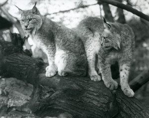1925年10月、ロンドン動物園の枝に座っている2つの北リンクス、1つは座っている、もう1つは立っている 作： Frederick William Bond