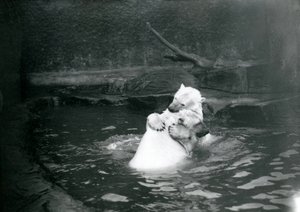 1922年6月、ロンドン動物園の幼稚園児を含む2匹のホッキョクグマ、抱き合ってプールで遊ぶ 作： Frederick William Bond