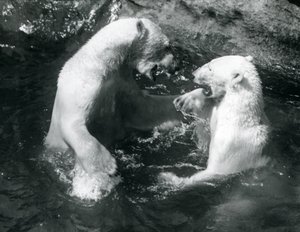 1926年に2匹のホッキョクグマがロンドン動物園でプールを泳ぎ回る 作： Frederick William Bond