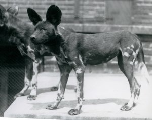 1925年7月、ロンドン動物園での2つのソマリ族の野生の犬 作： Frederick William Bond