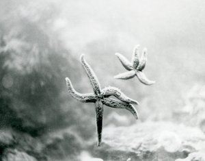 1925年3月にロンドン動物園で水族館のガラスに飾られた2つのヒトデ 作： Frederick William Bond