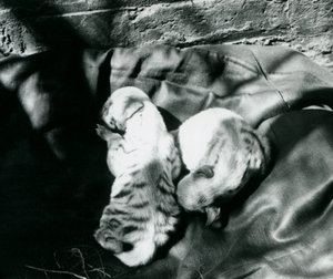 1914年頃、ロンドン動物園で2つの縞模様のハイエナの子