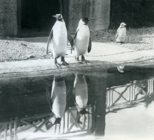 水面に映ったキングペンギンの姿を見ながらプールサイドに立つ大人のキングペンギン2羽（ロンドン動物園 作： Frederick William Bond