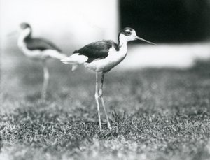 1925年7月、ロンドン動物園の芝生の上に立っている2つの黒首竹馬 作： Frederick William Bond