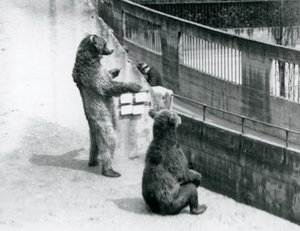1925年7月、ロンドン動物園のMappin Terracesから見下ろす2匹のヒグマ、1匹は後ろ足で立ち、もう1匹は座っている
