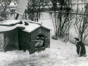 絶滅の危機に瀕している2人のクロアシイペンギンが、巣箱の外を雪の中で見ています。別の人が見ているのは、ロンドン動物園、1924年です。 作： Frederick William Bond